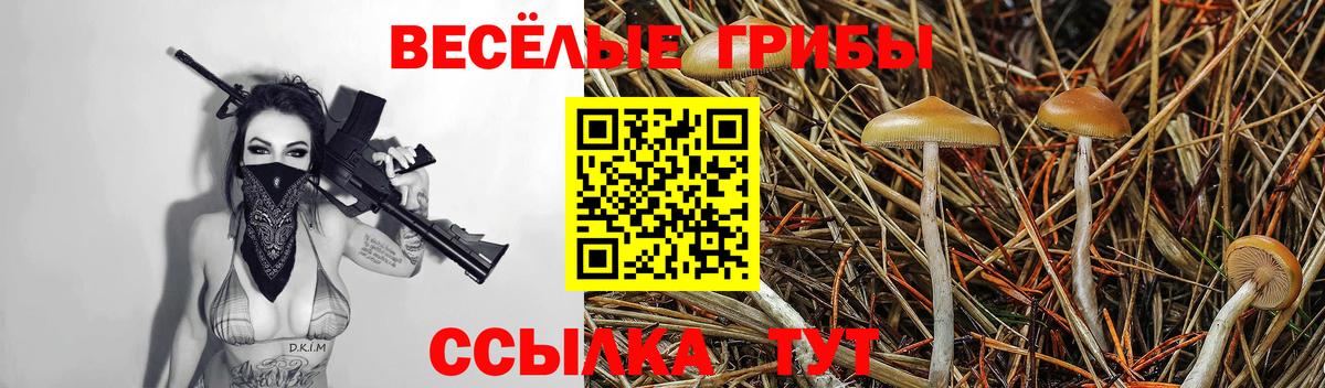 Советская Гавань  Галлюциногенные грибы Psilocybine cubensis  Вход с VPN 